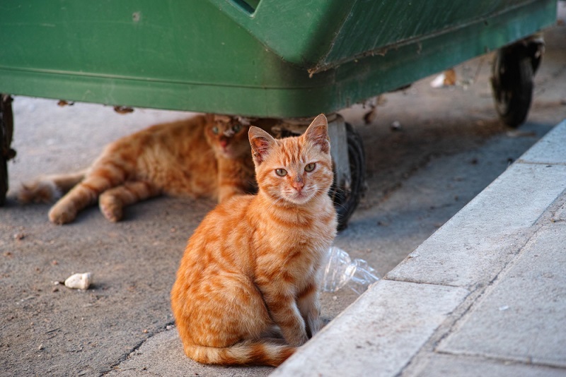 בית המשפט הוציא צו מניעה זמני לחברה המבצעת עיקור וסירוס של חתולי רחוב 